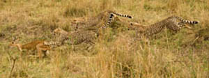 cheetah n reedbuck